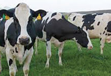 Lush green grazing veld benefiting livestock industry big time LIvestock industry is benefitting