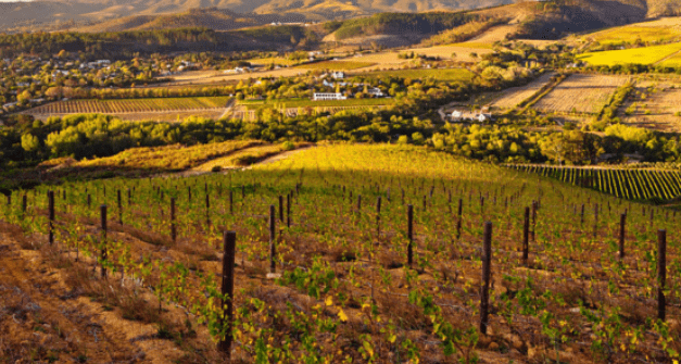 Wine production in South Africa