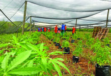 'SA risks losing first-mover advantage in cannabis trade'