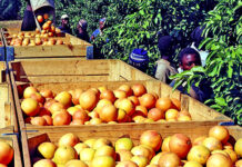 Mega rehires fired workers