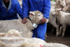 Cell phone technology used to curb livestock theft