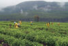 agriculture