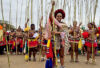 P14-Reed dance