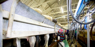 Young graduate makes a success of her mixed farming business 