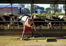 SA's food price inflation