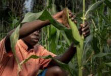 Positive outlook for agricultural sector