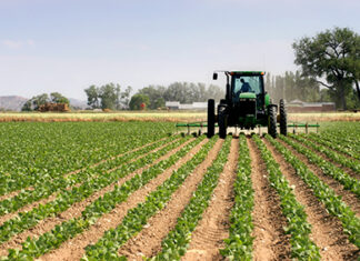 Mpumalanga agriculture department bleeds millions