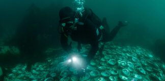 The business of abalone fishing