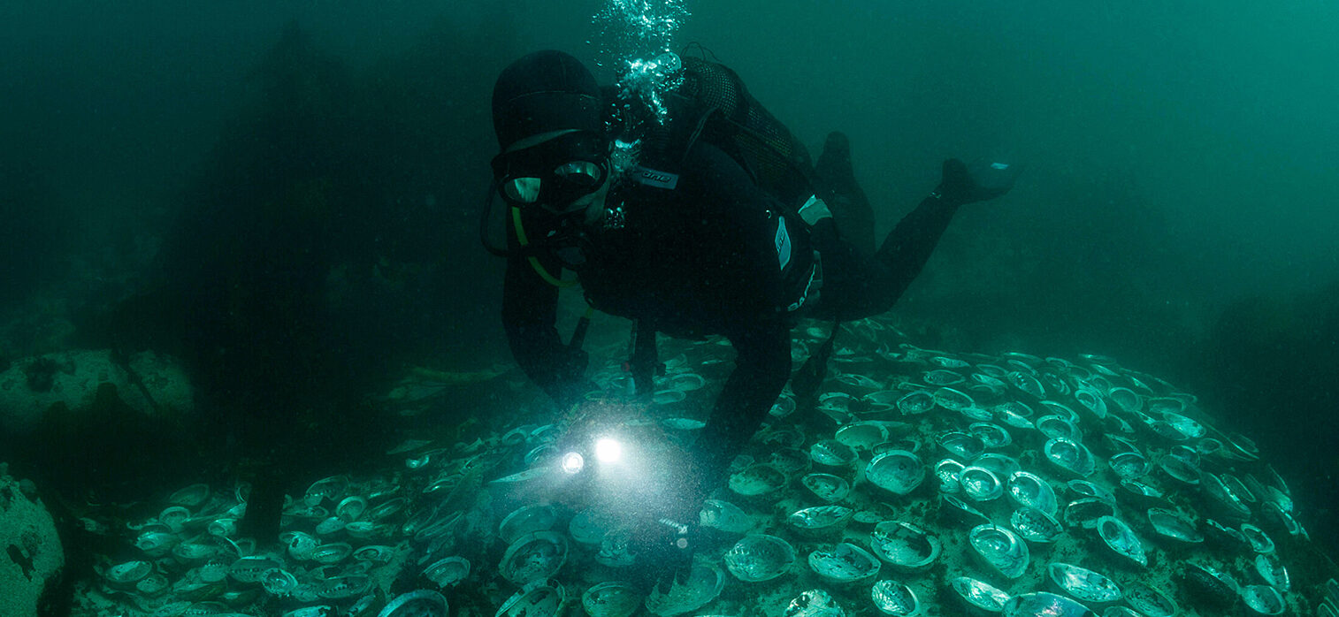 The business of abalone fishing