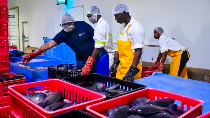 Zambia fly fishing industry booming