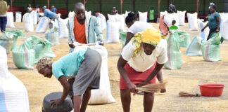 Rice production in Kenya