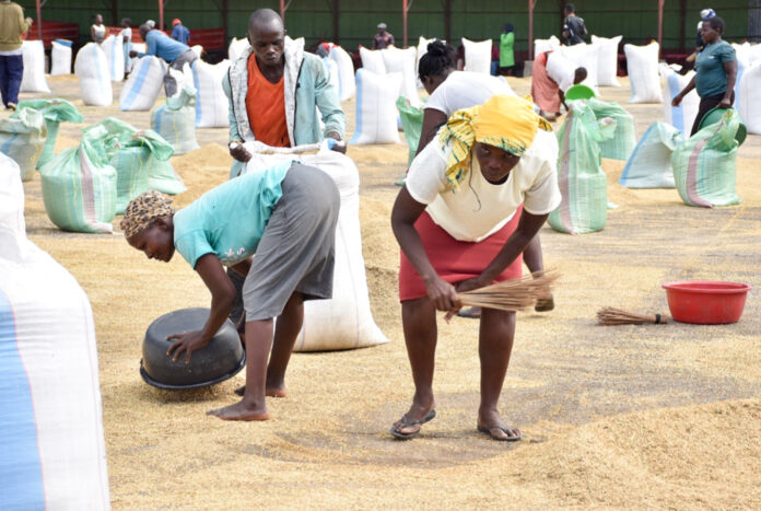 Rice production in Kenya