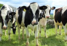 ILF and Gauteng department of agriculture at war over R16 million CASP funds redirected to fight foot and mouth disease outbreak