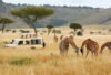 P17-safari Photo X