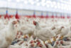 P24-poultry Getty Images