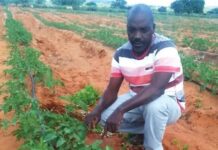 Limpopo emerging farmer thrives in tomato production