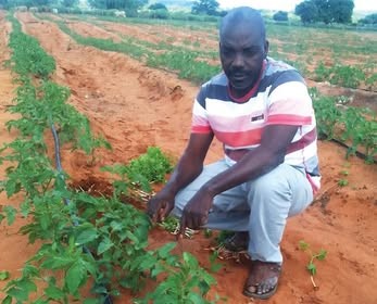 Limpopo emerging farmer thrives in tomato production