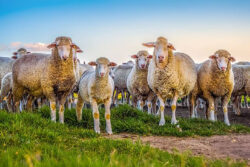 Farmers in the Karoo set for a profit boost