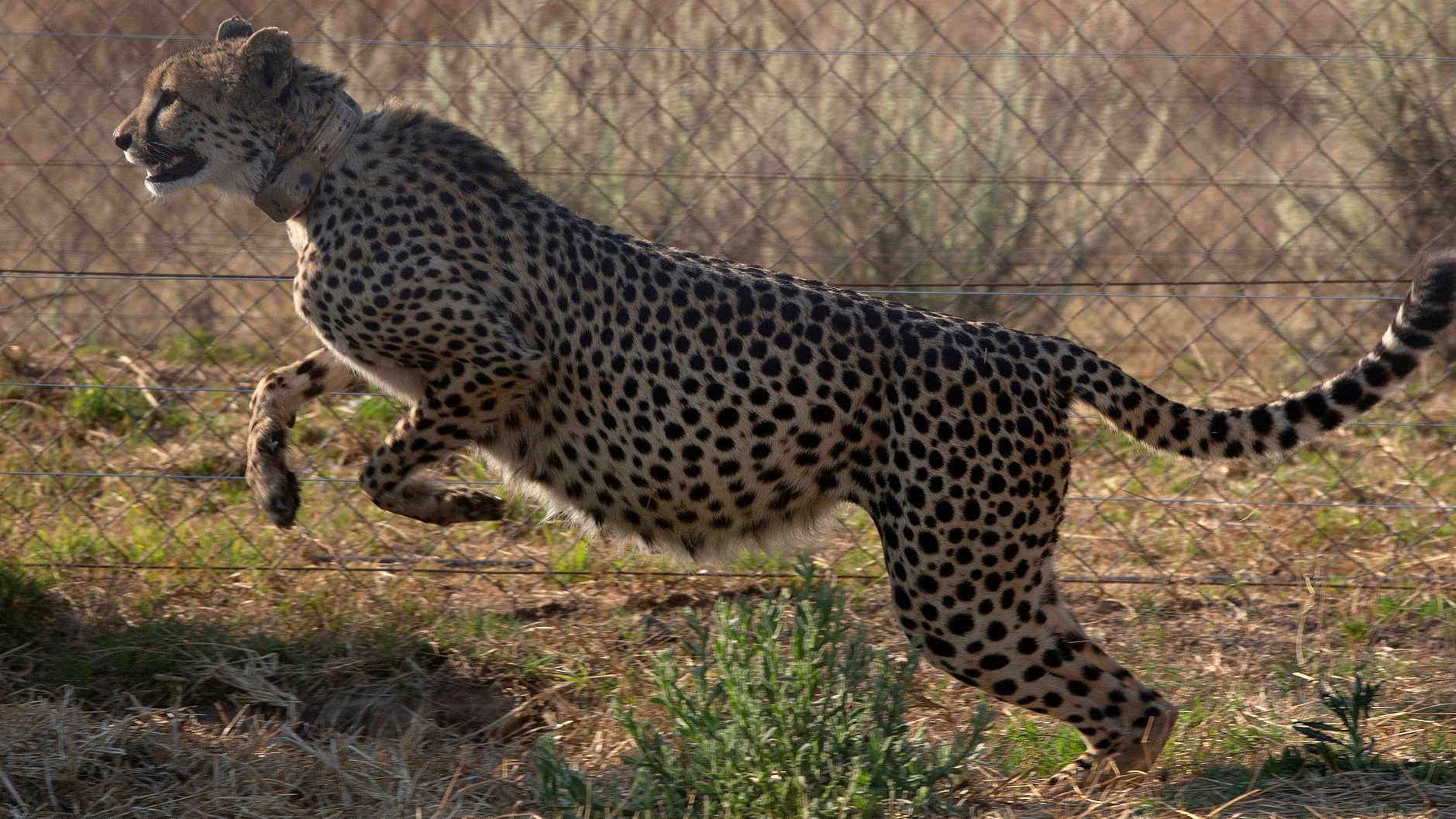 South Africa relocates six cheetahs to Zambia to restore species