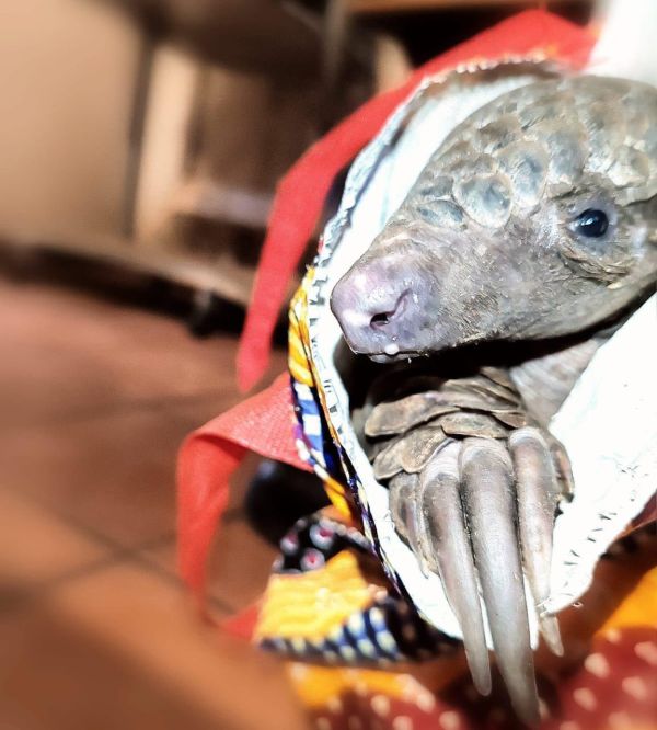 Botswana national arrested with live pangolin at Limpopo border